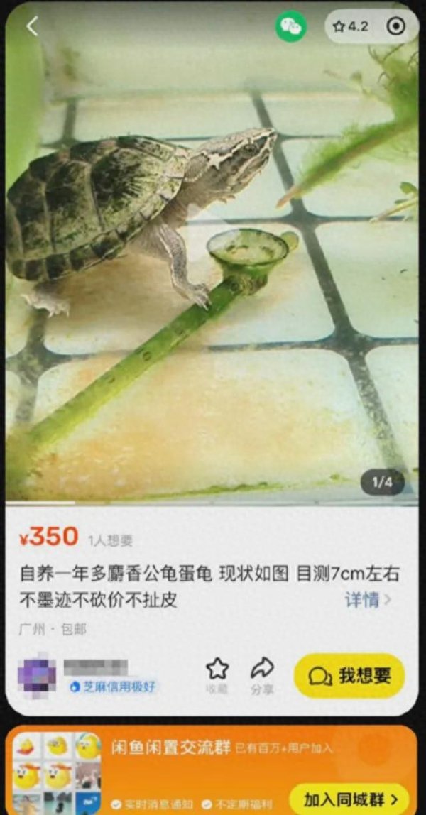 配资排名第一 这只 8888 万的乌龟, 像不像你被套牢的股票和房产?